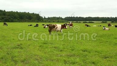 一群牛在田野的草地上吃草